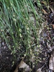 Carex deflexa