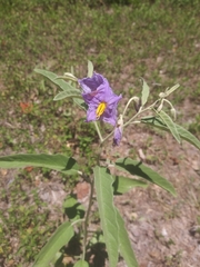 Solanum elaeagnifolium