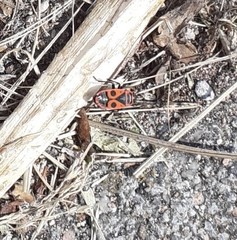 Pyrrhocoris apterus