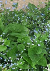 Brunnera