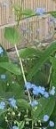 Brunnera