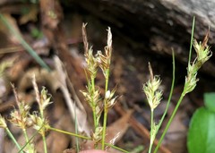 Carex deflexa