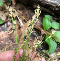 Carex deflexa
