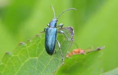 Plateumaris discolor