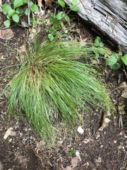 Carex deflexa