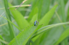 Plateumaris discolor