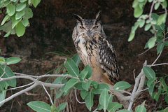 Bubo bengalensis