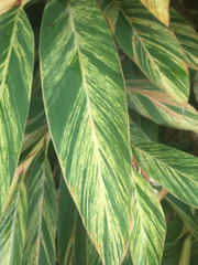 Alpinia zerumbet