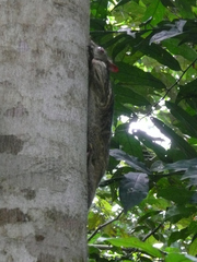 Anomalurus beecrofti