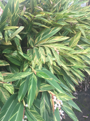 Alpinia zerumbet