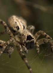 Stegodyphus sarasinorum