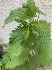Urtica dioica