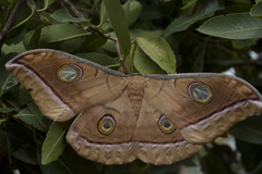 Antheraea