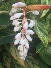Alpinia zerumbet