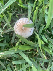 Chlorophyllum molybdites image