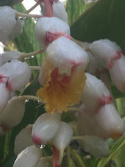 Alpinia zerumbet