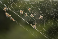 Stegodyphus sarasinorum