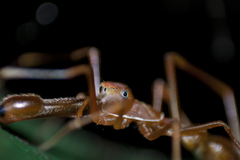 Myrmaplata plataleoides