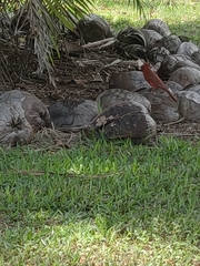 Cardinalis cardinalis image