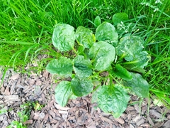 Plantago major