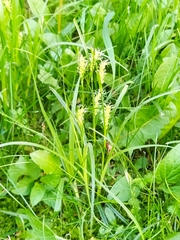 Carex hirta