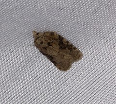 Acleris chalybeana