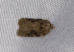 Acleris chalybeana