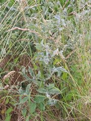 Podosphaera filipendulae