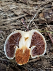 Pholiota nubigena