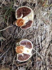 Pholiota nubigena
