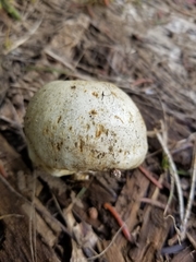 Pholiota nubigena