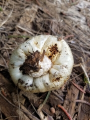 Pholiota nubigena