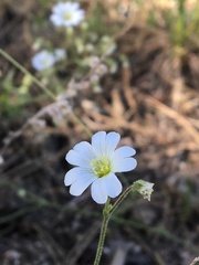 Cerastium strictum