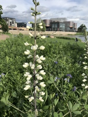 Baptisia alba