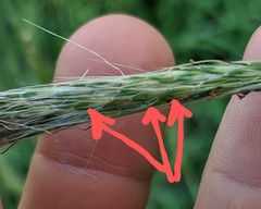 Bothriochloa hybrida