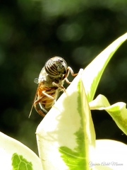 Eristalinus taeniops