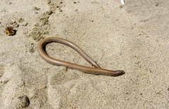 Anniella geronimensis