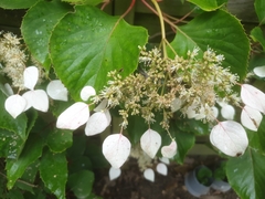 Hydrangea hydrangeoides