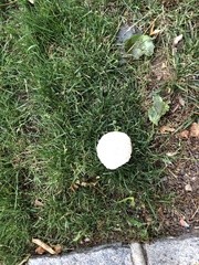 Chlorophyllum