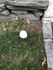 Chlorophyllum