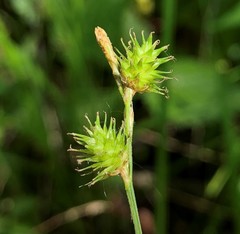 Carex leporina