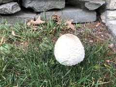 Chlorophyllum