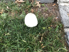 Chlorophyllum