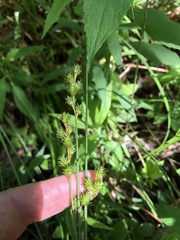 Carex leporina