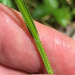 Carex leporina