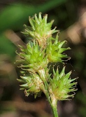 Carex leporina