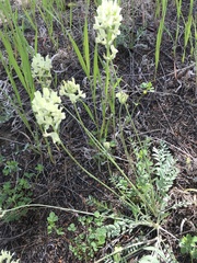 Oxytropis campestris