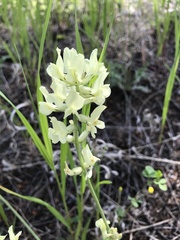 Oxytropis campestris