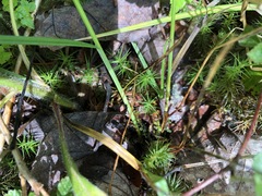 Carex leporina