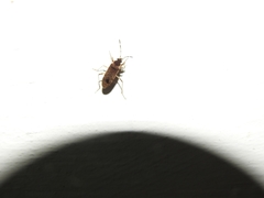 Elasmolomus squalidus